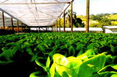 História da Fazenda Recanto da Lua Alimentos Orgânicos