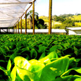 História Fazenda Recanto da Lua