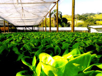 foto-historia-fazenda-recanto-da-lua